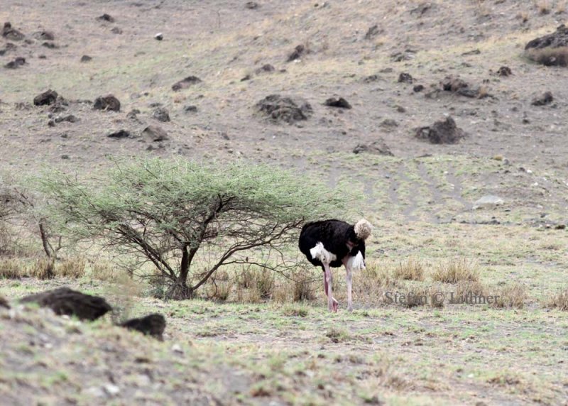 Masai Ostrich (Struthio camelus masaicus). Photo Stefan  Lithner 