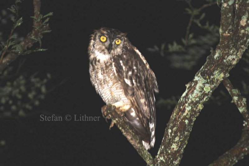 Spotted Eagle-owl (Bubo africanus). Photo Stefan  Lithner