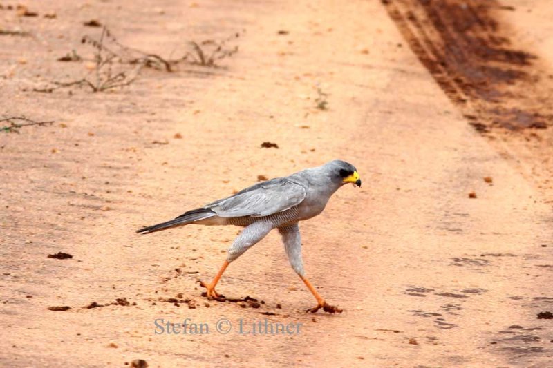 Eastern Chanting Goshawk (Melieraz poliopterus). Photo Stefan  Lithner