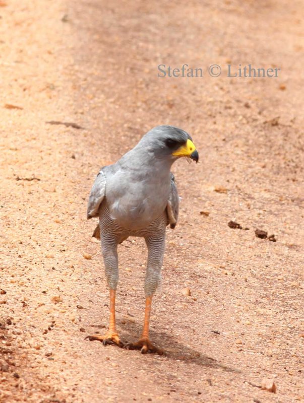 Eastern Chanting Goshawk (Melieraz poliopterus). Photo Stefan  Lithner