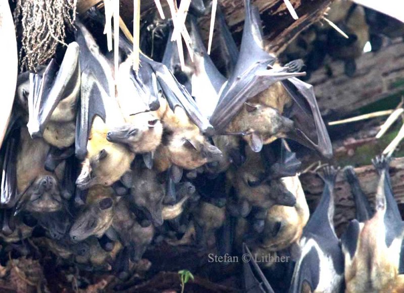 Straw-coloured Fruit Bat (Eidolon helvum). Photo Stefan  Lithner 