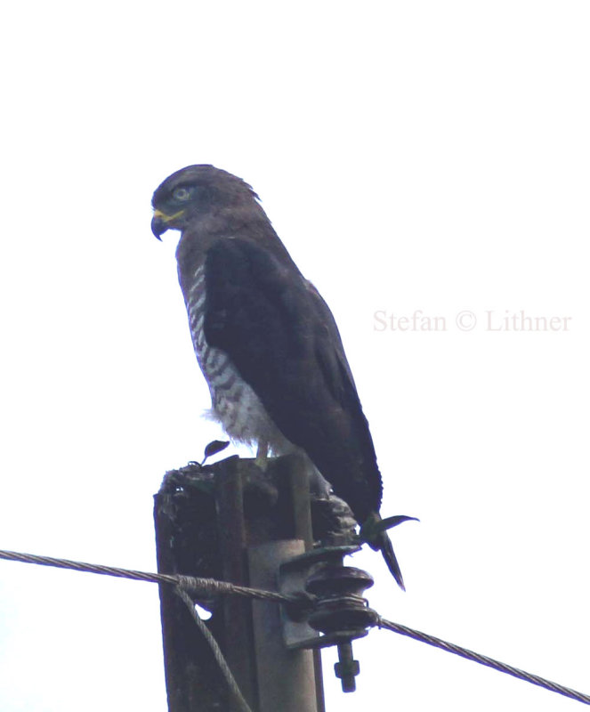 Southern Banded Snake-eagle (Circaetus fasciolatus).  juv.  Photo Stefan  Lithner
