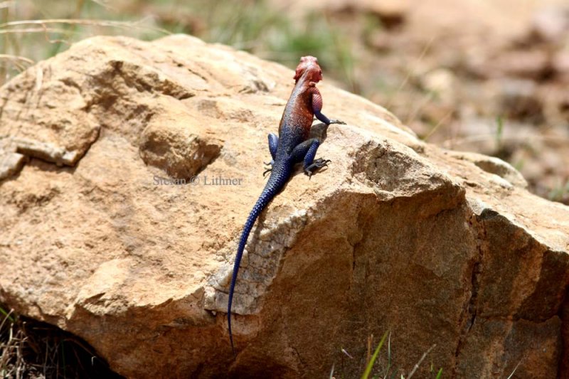 Mwanza Flat-headed Agama (Agama mwanzae). Photo Stefan  Lithner