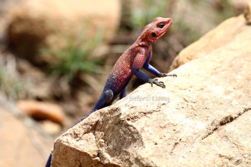 Mwanza Flat-headed Agama (Agama mwanzae). Photo Stefan  Lithner