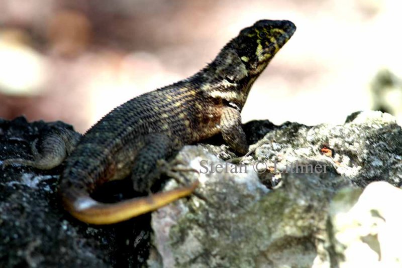 Northern cyrlytailed lizard (Leiocephalos carinatus). Photo Stefan  Lithner