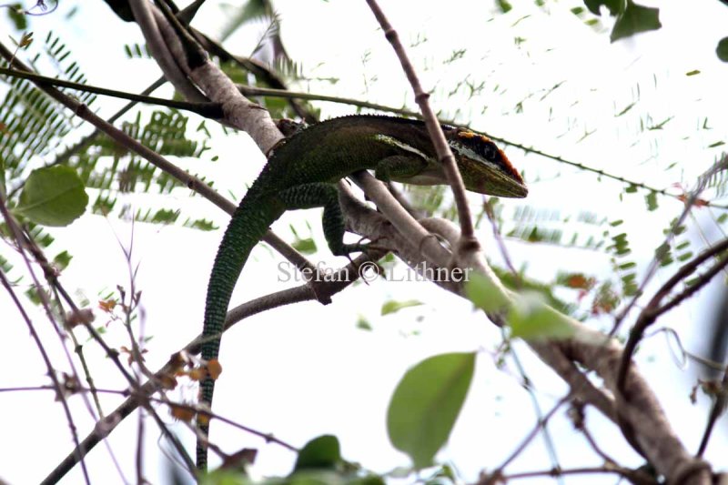 Knight anole (Anolis equestris). Photo Stefan  Lithner