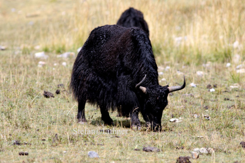 Wild yak (Bos mutus), particularly males differ from domestic yak (Bos brunniens) and hybrids in several details.