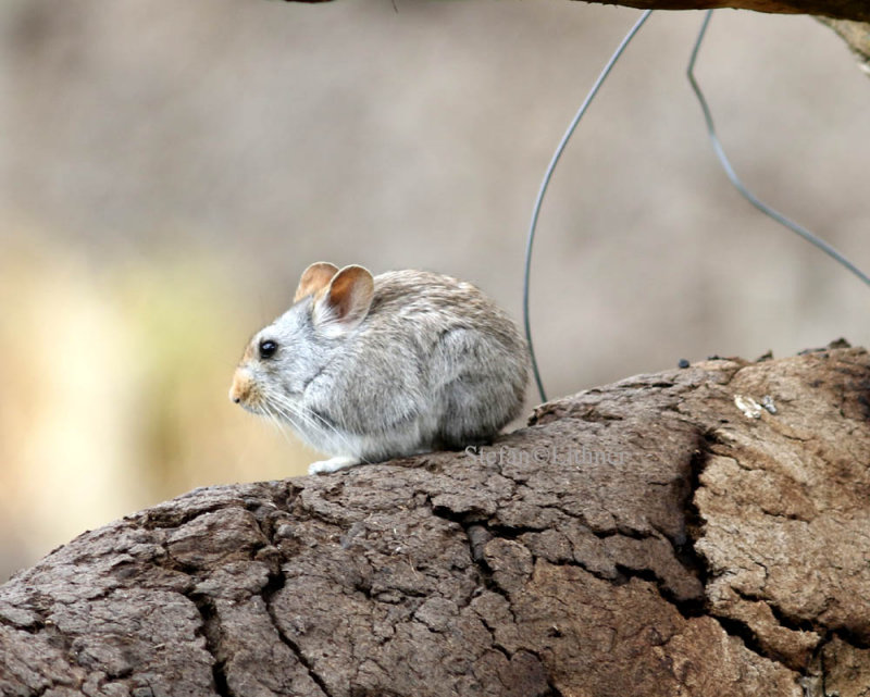 Glovers pika (Ochotona gloveri) was our third pika during the tour.