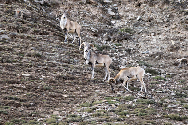 At present Argali (Ovis ammon) is widespread over a vast territory  in Asia, and separated into several populations. 