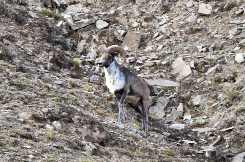 Argali (Ovis ammon) is treated by the IUCN as NT (near threatened) and the population is declining.