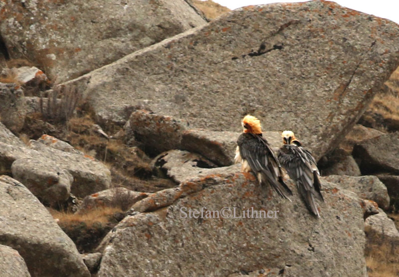 Lammergeier (Gypaetus barbatus)
