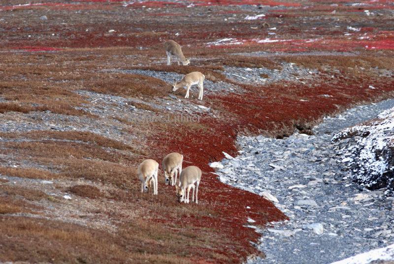 Tibetan gazelle (Procapra picticaudata) is nearly endemic to China.