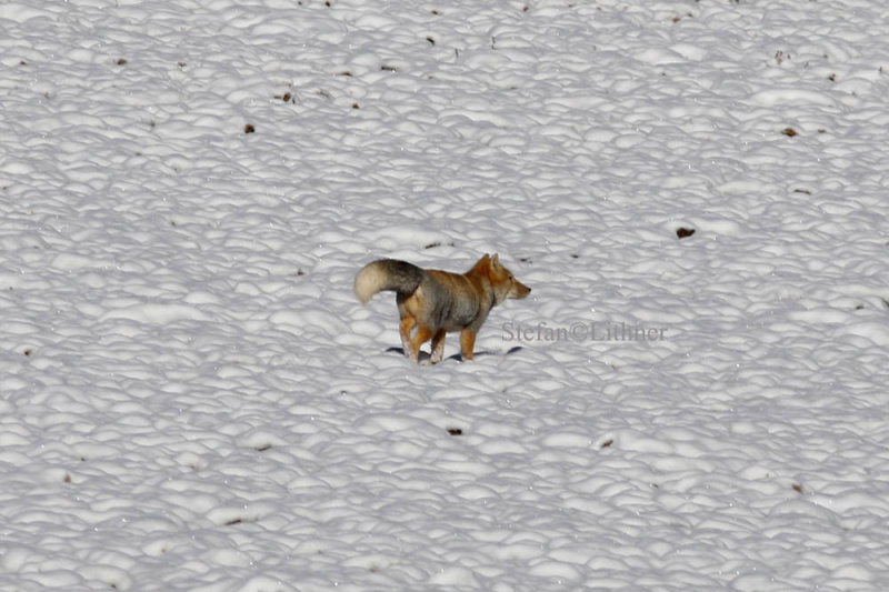 Tibetan fox (Vulpes ferrlata). On the Tibetan Plateau it occurs together with the red fox (V. vulpes)