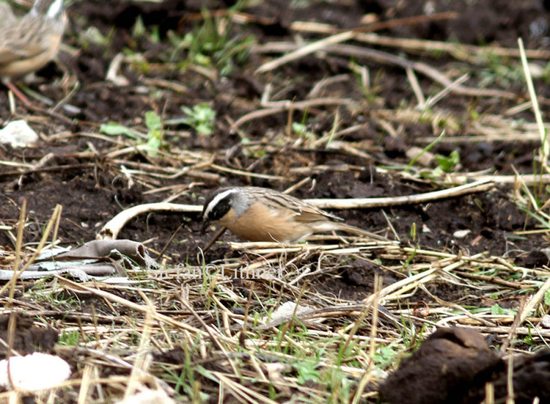 Brown accentor (Prunella fulvescens)