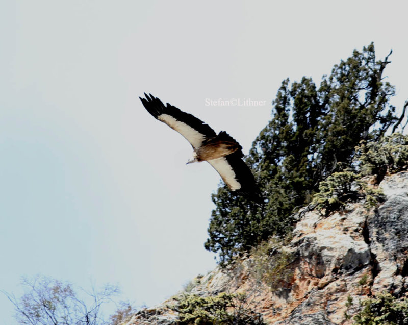 Himalayan griffon vulture (Gyps himalayensis)