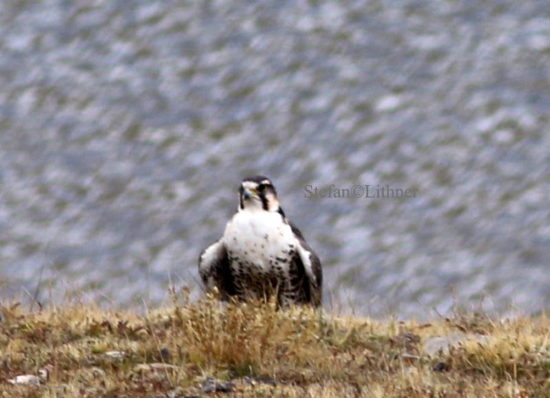Saker falcon (Falco cherrug)