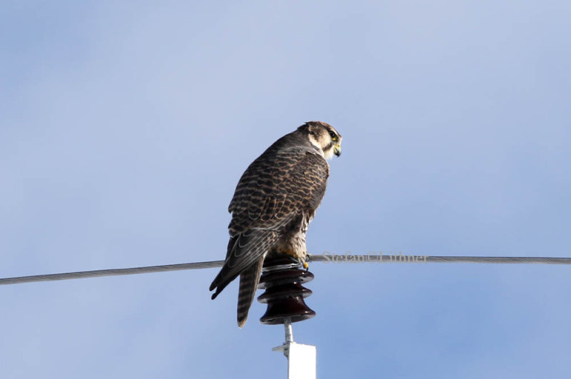Saker falcon (Falco cherrug)
