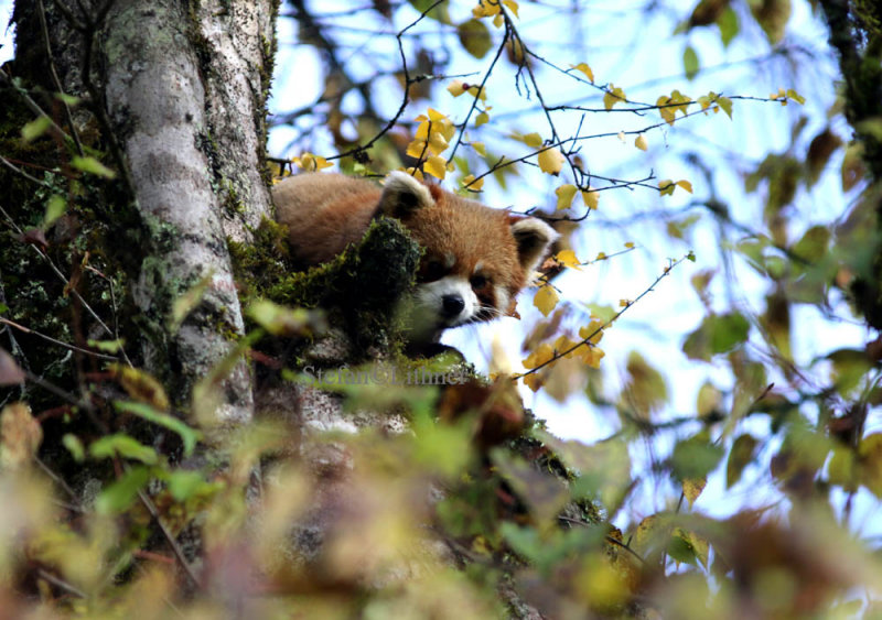 red panda (Ailurus fulgens)