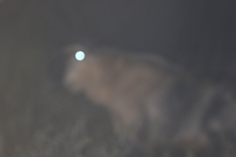 Our first  golden takin (Budorcas taxicolor bedfordi) initially appeared like gnomes in the gentle forest mist.