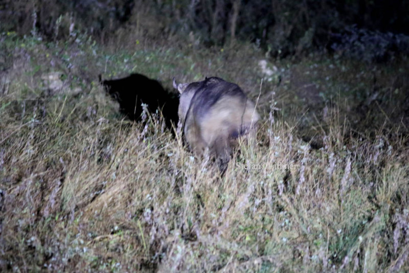 Golden takin. Our firs individuals were seen at night during spotlighting.