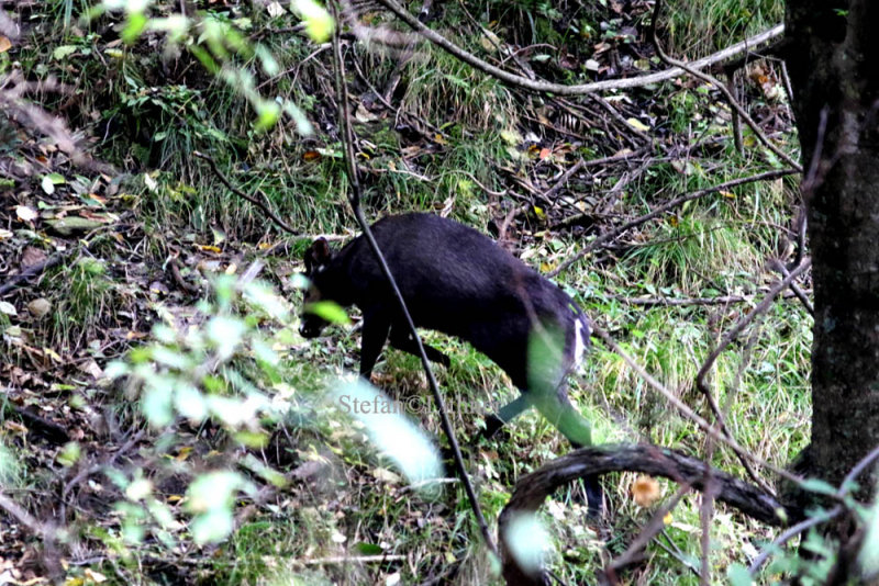 Tufted deer (Elaphodus cephalophus) may now be endemic to China, not seen in Myanmar since 2008. (See trip report p 28)