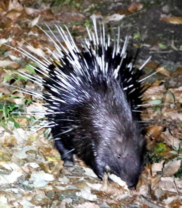 Malayan porcupine (Hystrix brachyura)