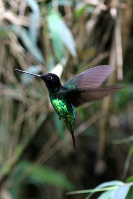 Hummingbirds (Trochilidae) in Colombia 2013