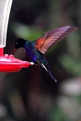 Velvet-purple Coronet (Boissonneaua jardini). Photo  Stefan Lithner 