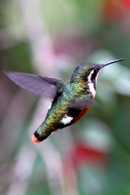 White-bellied Woodstar (Chaetocercus mulsant). Photo  Stefan Lithner 