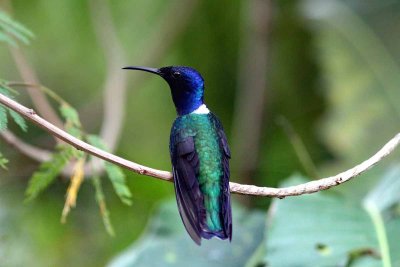 White-necked Jacobin (Florisuga mellivora). Photo © Stefan Lithner