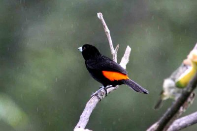 Flame-rumped Tanager (Ramphocelus flammigerus) male. Photo  Stefan Lithner