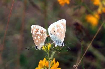 107 Polyommatus dorylas väpplingblåvinge copulating Lyngsjö Sk 090714 . Photo © Stefan Lithner
