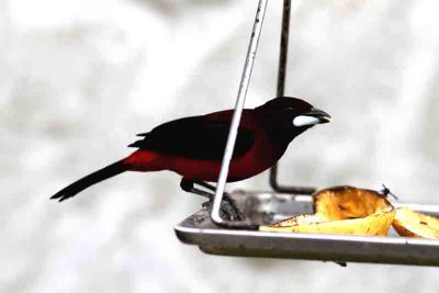 Crimson-backed Tanager (Ramphocelus dimidiatus). Photo  Stefan Lithner