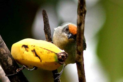 Scrub Tanager (Tangara vitriolina). Photo  Stefan Lithner