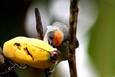 Scrub Tanager (Tangara vitriolina). Photo  Stefan Lithner
