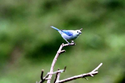 Blue-gray Tanager (Thraupis episcopus). Photo  Stefan Lithner