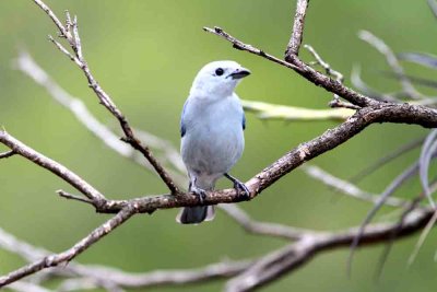 Blue-gray Tanager (Thraupis episcopus). Photo  Stefan Lithner