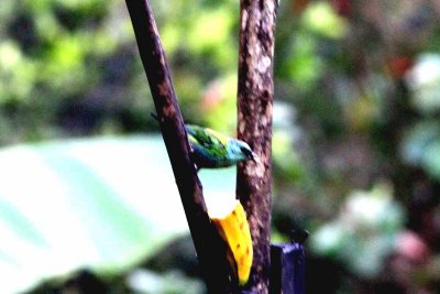 Black-capped Tanager (Tangara heinei) juv. Photo  Stefan Lithner