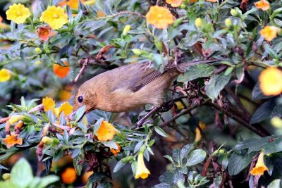 White-sided Flowerpiercer (Diglossa albilatera) female. Photo  Stefan Lithner