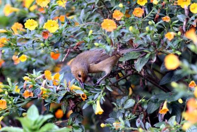 White-sided Flowerpiercer (Diglossa albilatera) female. Photo  Stefan Lithner