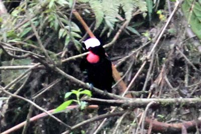 Tanagers in Colobia 2013