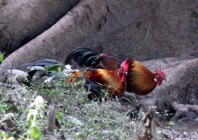 red junglefowl Thailand 2014 Photo  Stefan Lithner