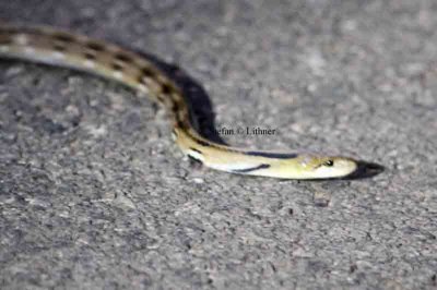 trinked snake (Elaphe helena) Sri Lanka 2014. Photo © Stefan Lithner