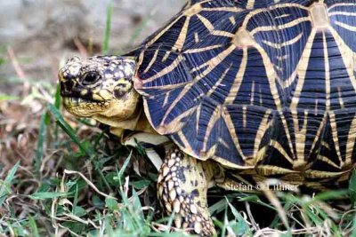 starred tortoise (Gelochelidon elegans) Sri Lanka 2014. Photo © Stefan Lithner