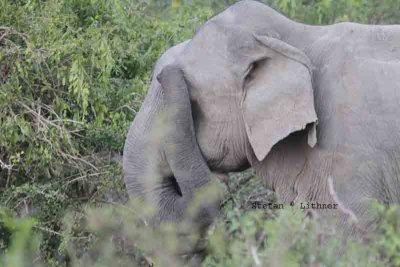 asian elephant Sri Lanka 2014. Photo © Stefan Lithner