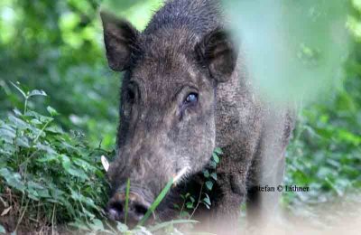 wild boar Sri Lanka 2014. Photo © Stefan Lithner