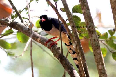 red-billed blue magpie Thailand 2014. Photo © Stefan Lithner