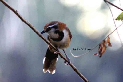 lesser necklaced laughingthrush Thailand 2014. Photo  Stefan Lithner