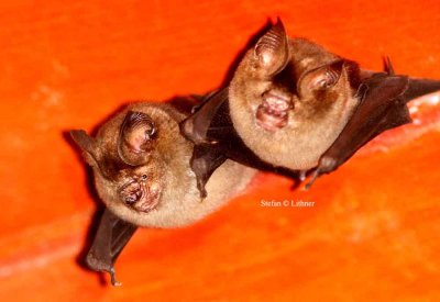 Schneider´s Roundleaf Bat (Hipposideros speoris) Sri Lanka 2014. Photo © Stefan Lithner
