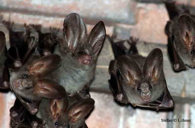 lesser false vampire bat (Megaderma spasma) Sri Lanka 2014. Photo © Stefan Lithner